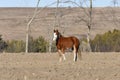 Loose Clydesdale yearling horse in a fall field