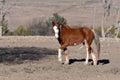 Loose Clydesdale yearling horse in a fall field