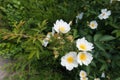 Loose cyme of white flowers of rose