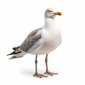 Loose Gestural Seagull On White Background - High Detailed Gull Art