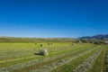 Loose Hay and Bales in Field Royalty Free Stock Photo