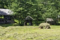 Loose hay piled on wagon in field, near Sibiu, Romania Royalty Free Stock Photo