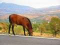 Loose horse on roadside Royalty Free Stock Photo