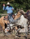 Loose Horse Royalty Free Stock Photo