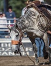 Loose Horse Royalty Free Stock Photo