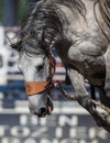 Loose Horse Royalty Free Stock Photo