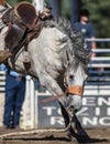 A Loose Horse Royalty Free Stock Photo