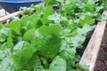 Loose leaf Lettuce Growing in a Greenhouse