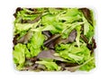 Fresh picked loose leaf lettuce, pluck lettuce in a plastic container, from above Royalty Free Stock Photo