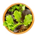 Loose leaf lettuce, red and green leaved pluck lettuce, in wooden bowl
