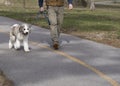 Loose Leash Puppy Training Royalty Free Stock Photo