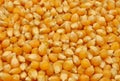 Loose maize seeds