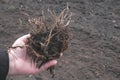 The loose root in the hands of the farmer on the background of the soil. The concept of spring gardening