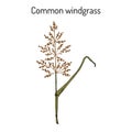 Loose silky-bent or common windgrass Apera spica-venti , weed grass Royalty Free Stock Photo