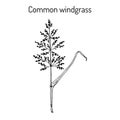 Loose silky-bent or common windgrass Apera spica-venti , weed grass Royalty Free Stock Photo
