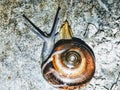 in loose terms, a shelled gastropod. The name is most often applied to land snails, terrestrial pulmonate gastropod molluscs Royalty Free Stock Photo