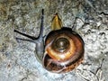 in loose terms, a shelled gastropod. The name is most often applied to land snails, terrestrial pulmonate gastropod molluscs Royalty Free Stock Photo