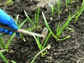 Loosening and weeding of beds. Work in the garden. Hand in a glove with a hoe. Weeds in the garden in the beds