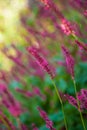 Loosestrife Flower Royalty Free Stock Photo