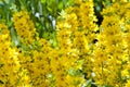 Loosestrife (Lysimachia punctata)