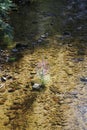 Loosestrife, Lythrum Salicaria, in a brook