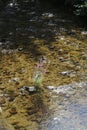 Loosestrife, Lythrum Salicaria, in a brook