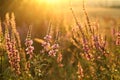 Loosestrife - Lythrum salicaria on a meadow at dusk Royalty Free Stock Photo