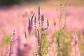 Loosestrife - Lythrum salicaria on the meadow at sunrise