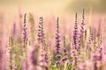 Loosestrife - Lythrum salicaria on the meadow at sunrise