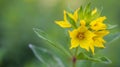 Loosestrife ordinary (primulaceae) Royalty Free Stock Photo