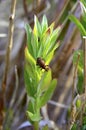 Loosestrife Root Weevil Released onto Purple Loosestrife in Southern Utah