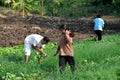 Lop Buri, Thailand: Farmers in Field