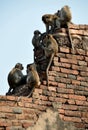 Lop Buri, Thailand: Monkeys at Wat Prang Sam Yot