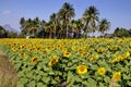 Lop Buri, Thailand: Sunflower Field