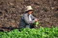 Lop Buri, Thailand: Woman Farmer