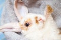 Lop ear little Red and white color rabbit, 2 months old, bunny on grey background -animals and pets concept Royalty Free Stock Photo