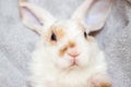 Lop ear little Red and white color rabbit, 2 months old, bunny on grey background -animals and pets concept Royalty Free Stock Photo