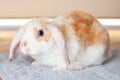 Lop ear little Red and white color rabbit, 2 months old, bunny on grey background -animals and pets concept Royalty Free Stock Photo