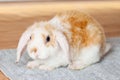 Lop ear little Red and white color rabbit, 2 months old, bunny on grey background -animals and pets concept Royalty Free Stock Photo