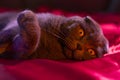 lop-eared british cat gray and purple hue. Scottish cat. Fold-eared Scotsman. Beautiful cat close-up. Creative photo. Royalty Free Stock Photo