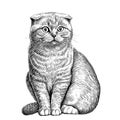 Lop-eared british cat sitting hand drawn sketch Pets Royalty Free Stock Photo