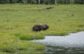 Lop-eared elephant hiding in the tall grass on the bank of the river Sangha Congo Royalty Free Stock Photo