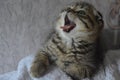 Lop-eared kittens. Lop-eared cat. Scottish fold brindle