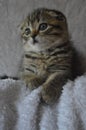 Lop-eared kittens. Lop-eared cat. Scottish fold brindle