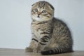 Lop-eared kittens. Lop-eared cat. Scottish fold brindle