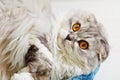 Lop-eared pedigree cat with widely opened eyes Royalty Free Stock Photo