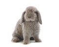 Lop-eared rabbit