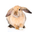 Lop-eared rabbit looking at camera. isolated on white background Royalty Free Stock Photo