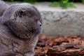 Lop-eared Scottish cat, gray with big yellow eyes Royalty Free Stock Photo