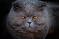 Lop-eared Scottish cat, gray with big yellow eyes Royalty Free Stock Photo